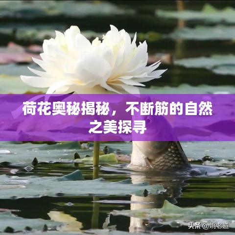 荷花奥秘揭秘，不断筋的自然之美探寻