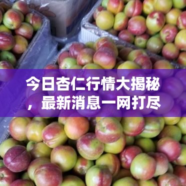今日杏仁行情大揭秘，最新消息一网打尽！