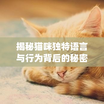 揭秘猫咪独特语言与行为背后的秘密，猫咕噜声探秘之旅
