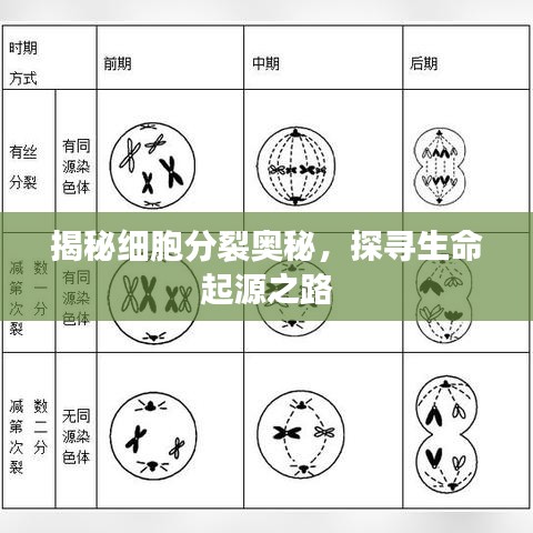 揭秘细胞分裂奥秘，探寻生命起源之路