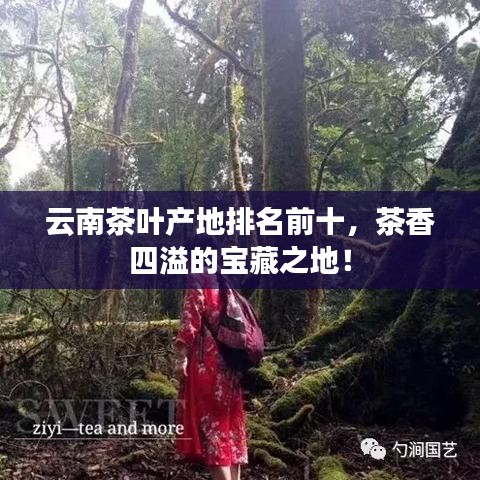 云南茶叶产地排名前十，茶香四溢的宝藏之地！