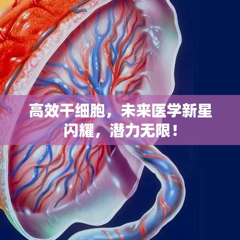 高效干细胞，未来医学新星闪耀，潜力无限！