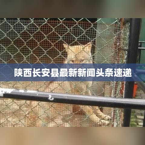 陕西长安县最新新闻头条速递