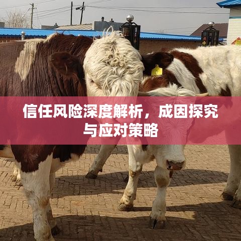信任风险深度解析，成因探究与应对策略