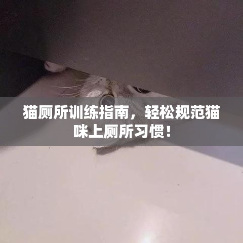 猫厕所训练指南，轻松规范猫咪上厕所习惯！