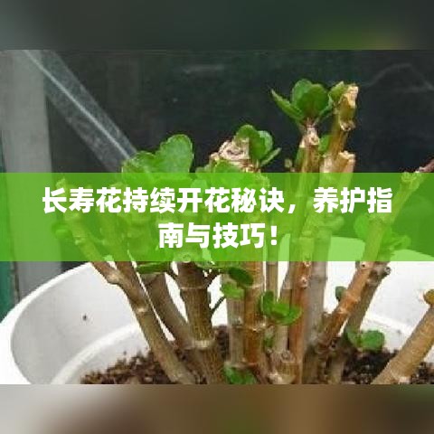 长寿花持续开花秘诀，养护指南与技巧！