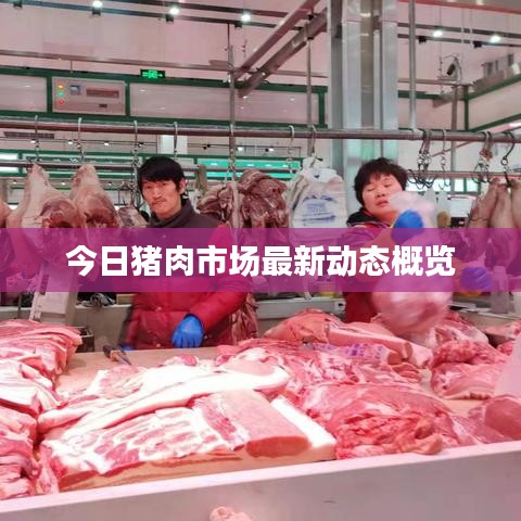 今日猪肉市场最新动态概览