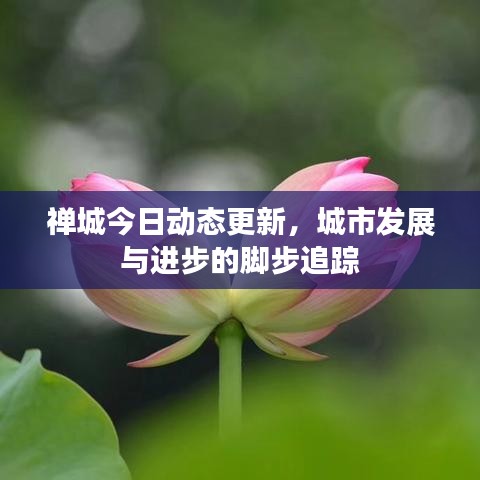 禅城今日动态更新，城市发展与进步的脚步追踪
