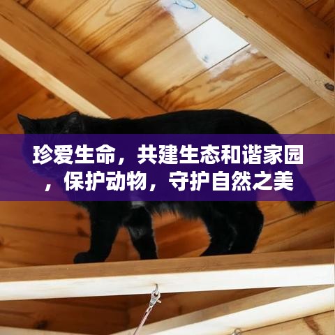 珍爱生命，共建生态和谐家园，保护动物，守护自然之美
