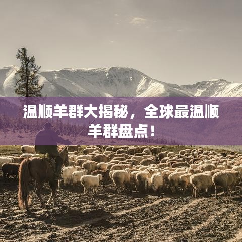 温顺羊群大揭秘，全球最温顺羊群盘点！