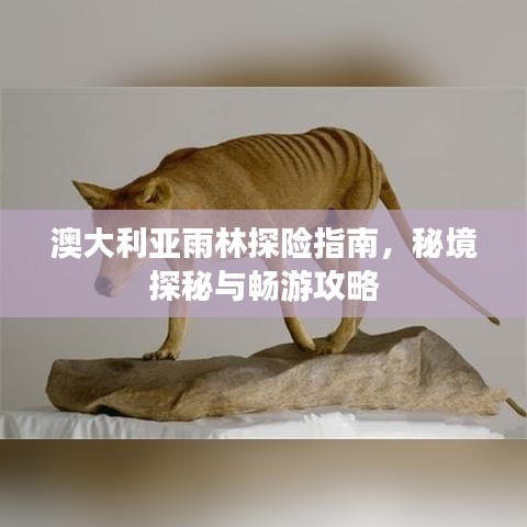 澳大利亚雨林探险指南，秘境探秘与畅游攻略