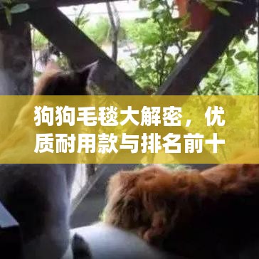 狗狗毛毯大解密，优质耐用款与排名前十优选推荐！