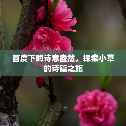 百度下的诗意盎然，探索小草的诗篇之旅