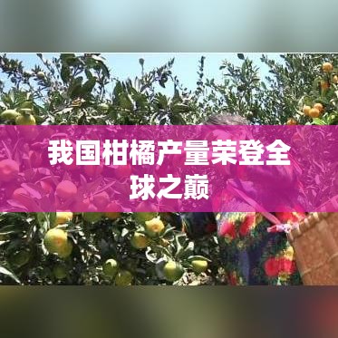 我国柑橘产量荣登全球之巅