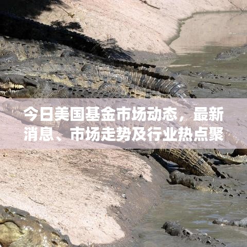 今日美国基金市场动态，最新消息、市场走势及行业热点聚焦投资者关注点