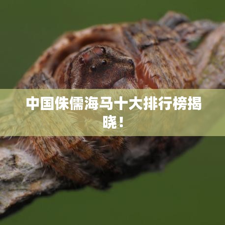 中国侏儒海马十大排行榜揭晓！