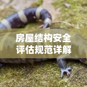 房屋结构安全评估规范详解，保障居住安全的关键标准！