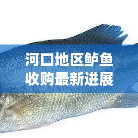 河口地区鲈鱼收购最新进展，动态更新，吸引关注！