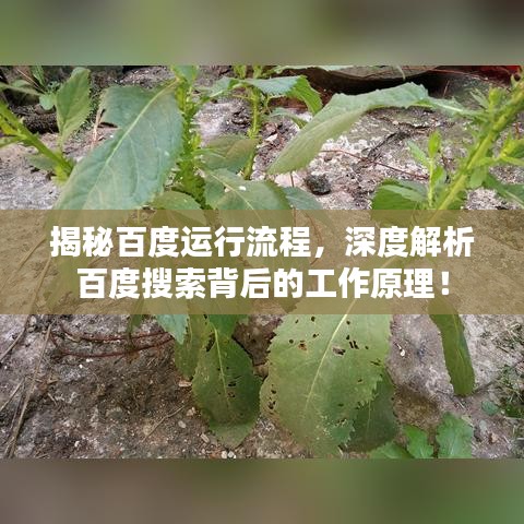 揭秘百度运行流程，深度解析百度搜索背后的工作原理！