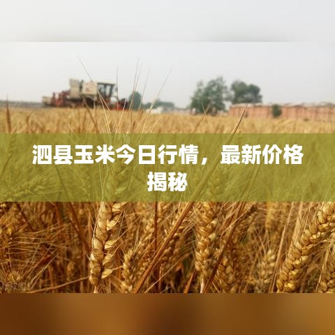 泗县玉米今日行情，最新价格揭秘