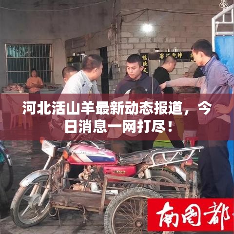 河北活山羊最新动态报道，今日消息一网打尽！