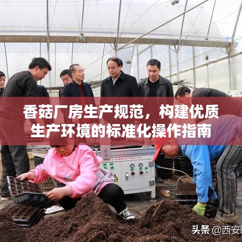 香菇厂房生产规范，构建优质生产环境的标准化操作指南