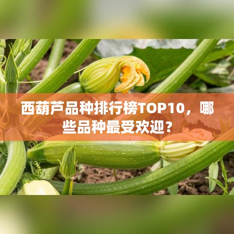 西葫芦品种排行榜TOP10，哪些品种最受欢迎？