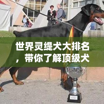 世界灵缇犬大排名，带你了解顶级犬种！
