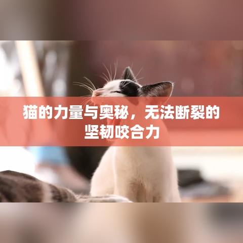 猫的力量与奥秘，无法断裂的坚韧咬合力